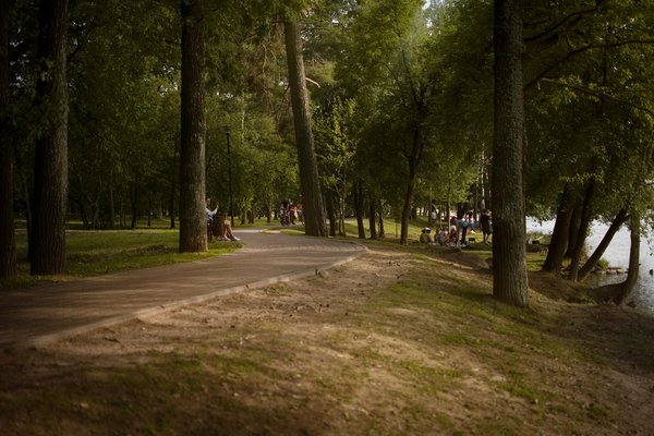 Explorez comment le thé blanc protège votre cœur et améliore votre santé cardiaque